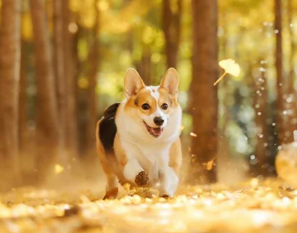 古特生物 PQQ:改善认知与运动能力