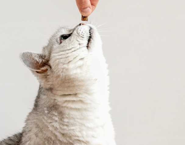 古特生物 辅酶Q10:促进心血管健康