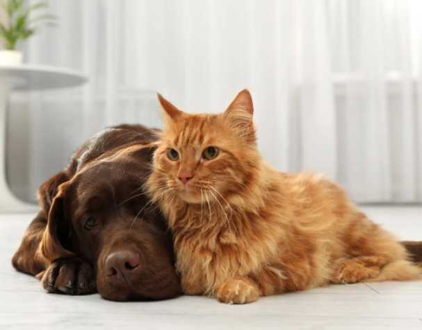 SAMe改善肝脏健康