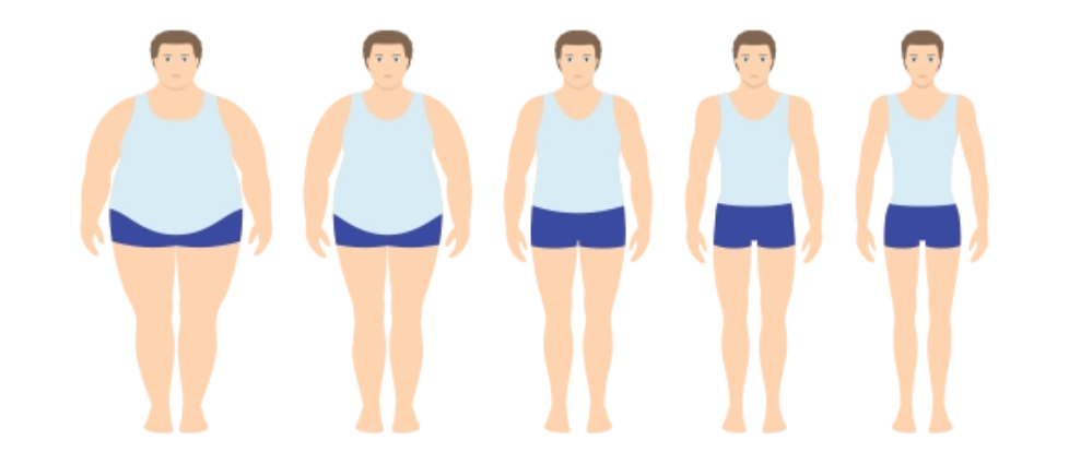 对肥胖“氧化应激-炎症”循环的阻断作用