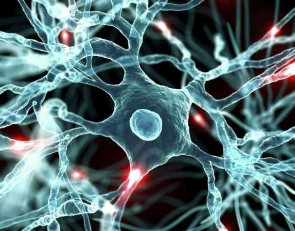 古特生物 胞磷胆碱对大脑健康的显著益处