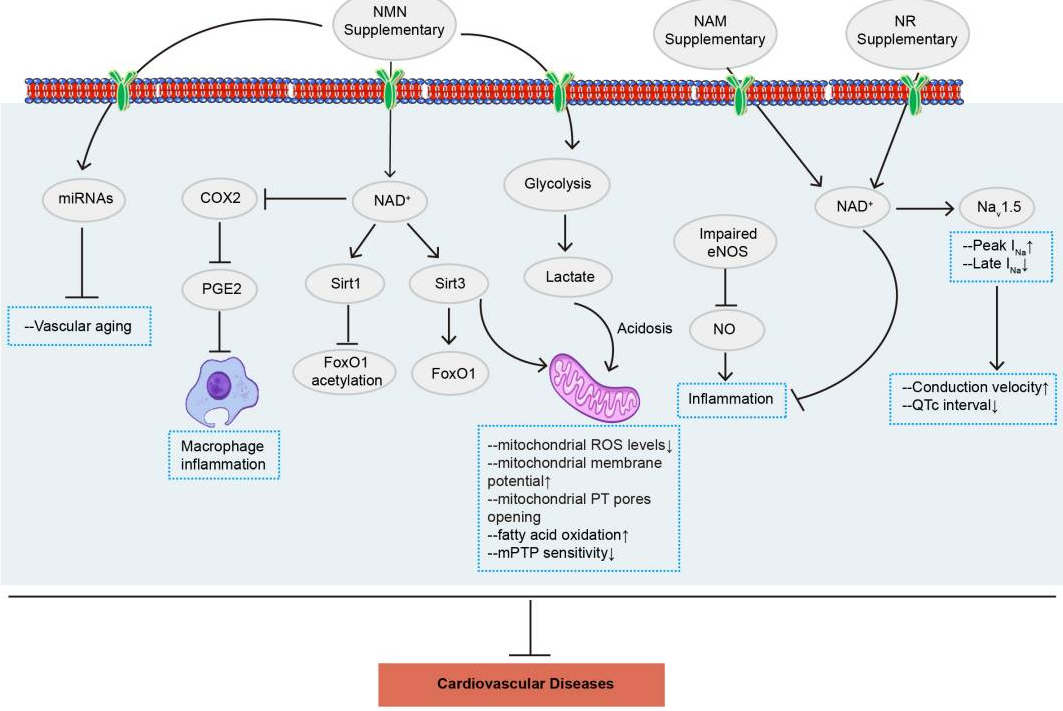 NMN通过多种信号通路改善心血管疾病 NMN通过多种信号通路改善心血管疾病
