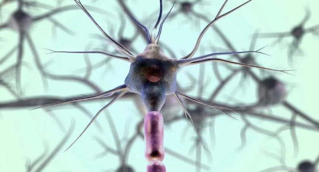 多靶点协同的调控网络