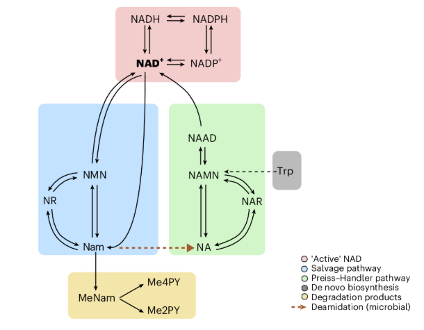 NAD+生物合成途径动态示意图