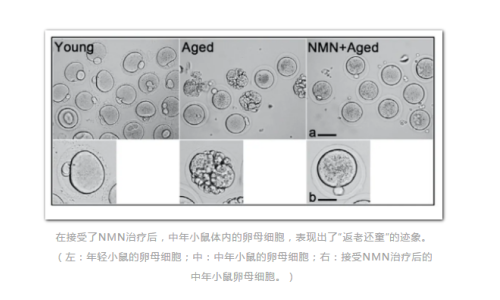NMN-逆转衰老