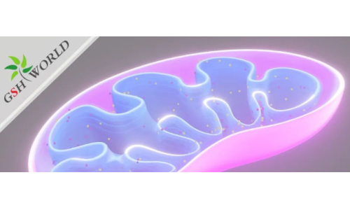 ATP——维持生命的能量基础